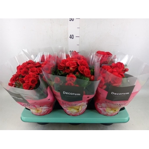 Begonia elat. DU 'Baladin'