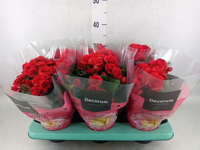 <h4>Begonia elat. DU 'Baladin'</h4>