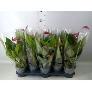 Anthurium andr. 'Pure Purple'