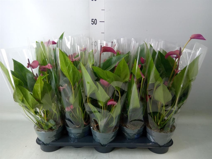 <h4>Anthurium andr. 'Pure Purple'</h4>