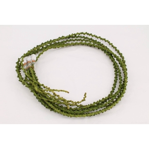 Caryota string