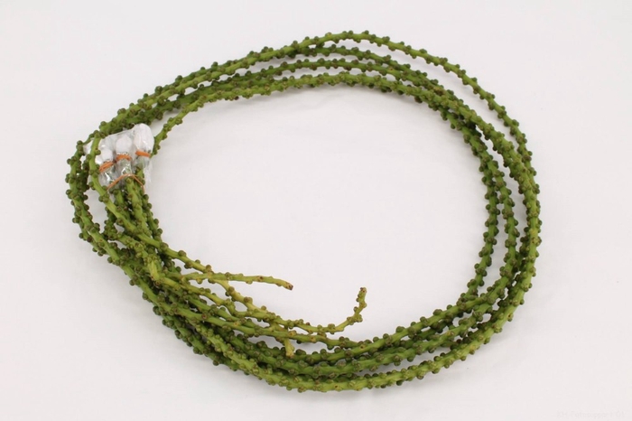 <h4>Caryota string</h4>