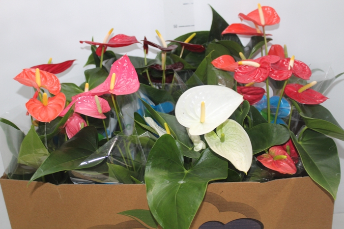 <h4>ANTHURIUM VARIADO P15</h4>