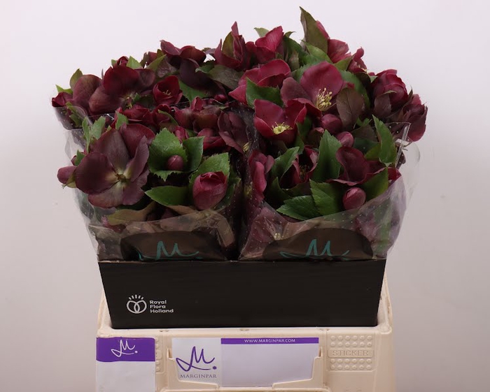 <h4>Helleborus Mammoth Red Marginpar</h4>