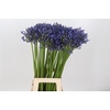 Agapanthus Suzan
