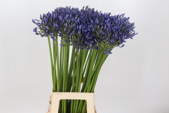 <h4>Agapanthus Suzan</h4>