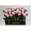 Paeonia Sarah Bernhardt XL