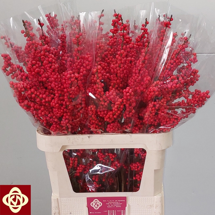 <h4>ILEX VE RODE BES</h4>