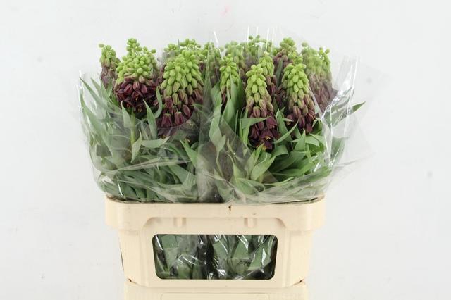 <h4>FRIT PERSICA 080CM</h4>