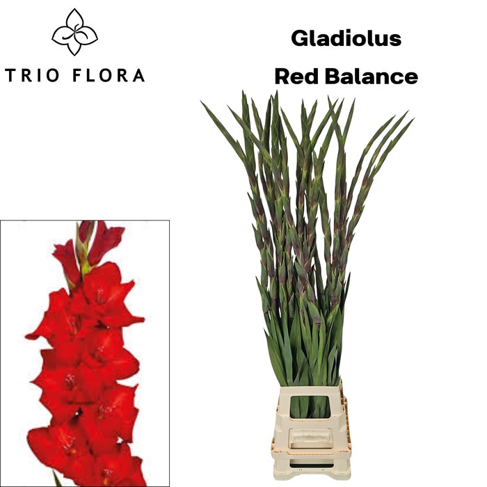 <h4>GLAD GR RED BALANCE 996</h4>