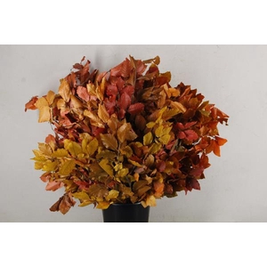 Pf Beech Leafs Bs Autumn 150g