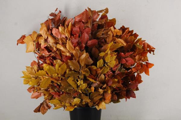 Pf Beech Leafs Bs Autumn 150g