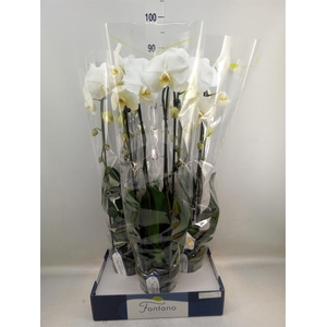 Phalaenopsis   ...white