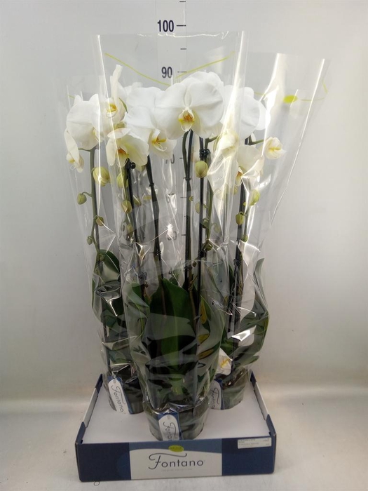 <h4>Phalaenopsis   ...white</h4>
