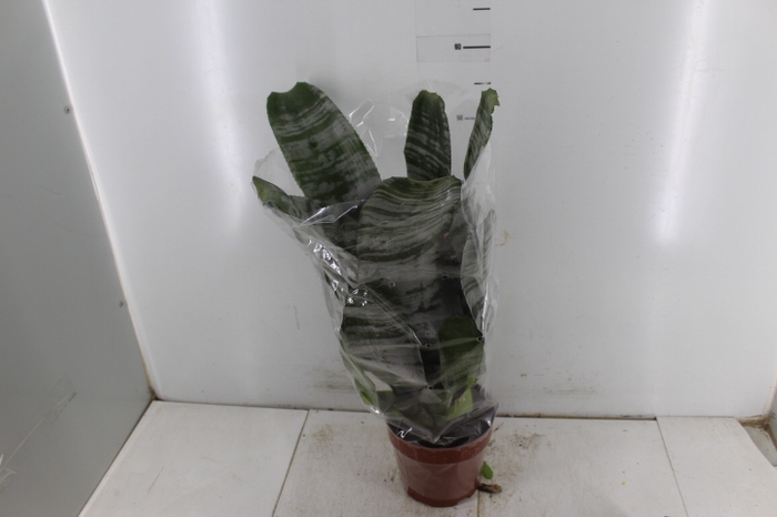 AECHMEA FASCIATA P17