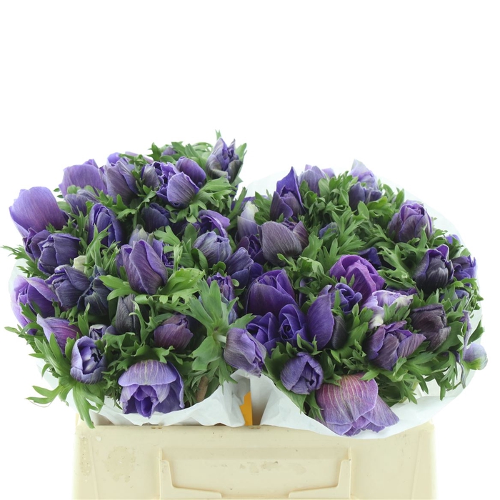 <h4>Anem Mistral Blue Super</h4>