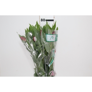 ALSTROEMERIA ANGELINA 080 CM