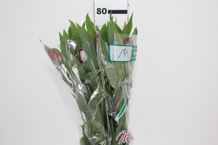 <h4>ALSTROEMERIA ANGELINA 080 CM</h4>