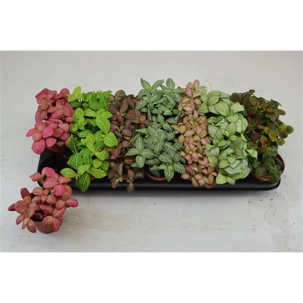 <h4>FITTONIA MIX 7 KLEUREN GROOTBLADIG 8,5 CM</h4>