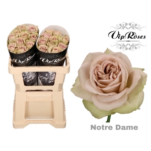 R GR NOTRE DAME+