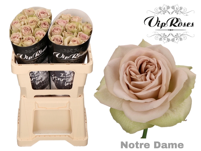 R GR NOTRE DAME+