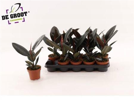 <h4>Fic El Abidjan</h4>