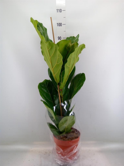 <h4>Ficus lyrata</h4>