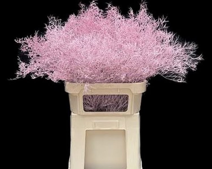 <h4>Limonium Beltlaard Klb Light Pink</h4>