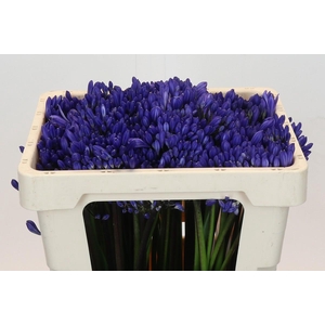 Agapanthus Eyfori Blue