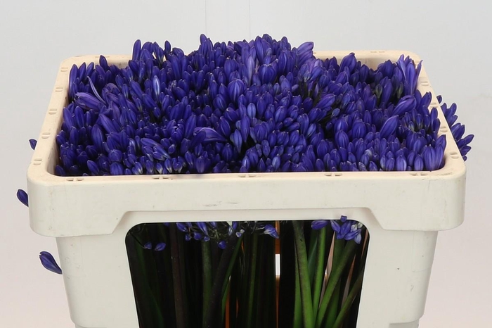 <h4>Agapanthus Eyfori Blue</h4>