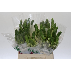 Ornithogalum Thyrsoides Milky Way