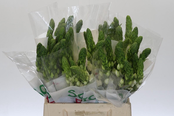 <h4>Ornithogalum Thyrsoides Milky Way</h4>