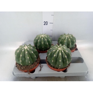 Cactus   ...