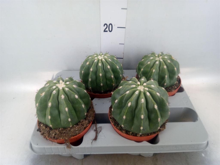 <h4>Cactus   ...</h4>
