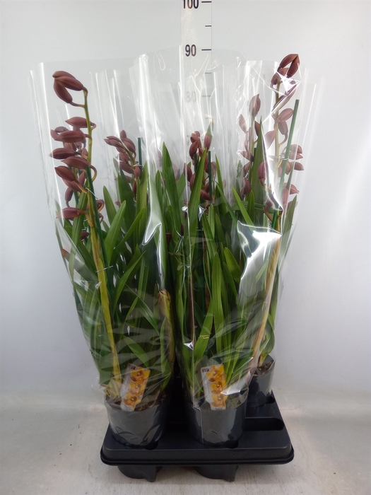 <h4>Cymbidium   ...</h4>