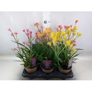 Anigozanthos   ...mix