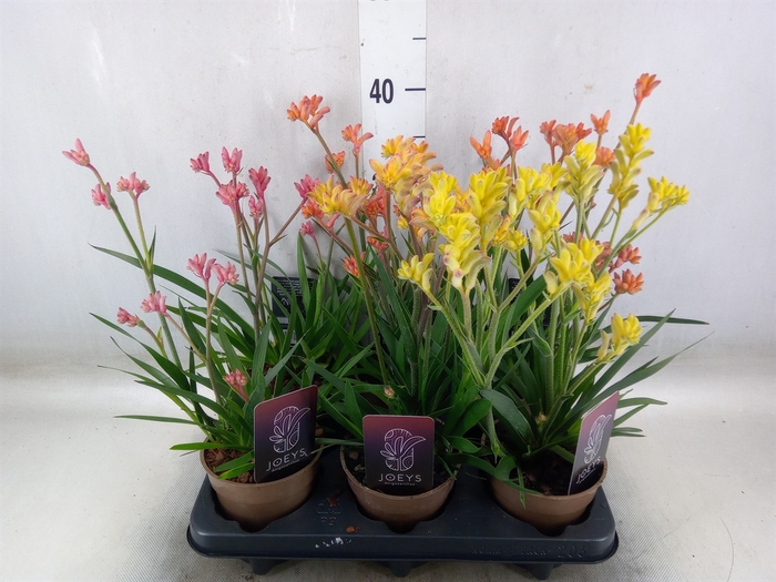 <h4>Anigozanthos   ...mix</h4>