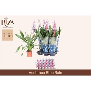 AECH BLUE RAIN