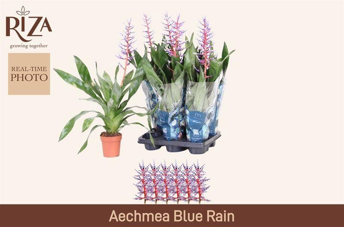 <h4>AECH BLUE RAIN</h4>