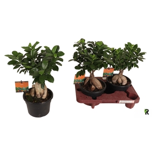 FIC MI GINSENG