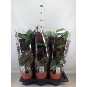 Ctenanthe setosa 'Compactstar'
