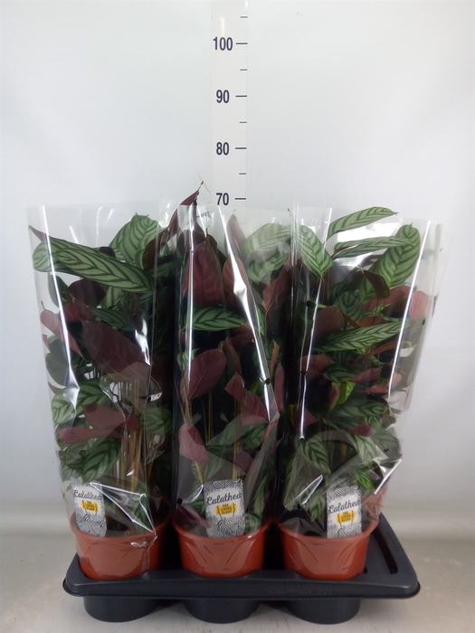 <h4>Ctenanthe setosa 'Compactstar'</h4>