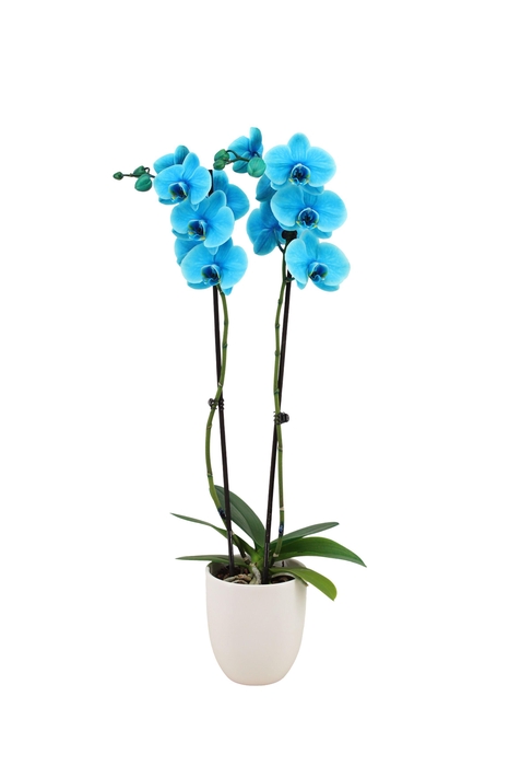 <h4>Hugo White Phal I Am Ocean Blue 2T14+</h4>
