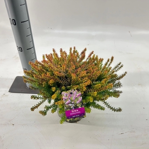 Erica darl. 'Mary Helen'