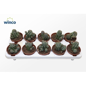 Euphorbia Fructicosa Inermis