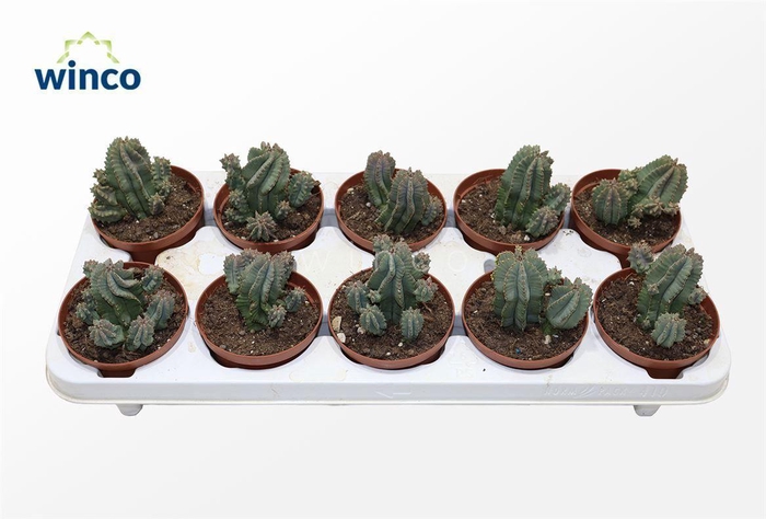 Euphorbia Fructicosa Inermis