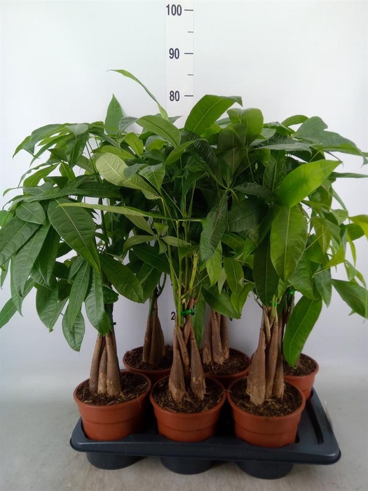 <h4>Pachira aquatica</h4>