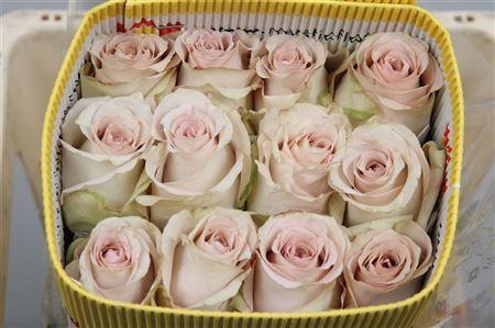 <h4>R Gr Quicksand Ec</h4>