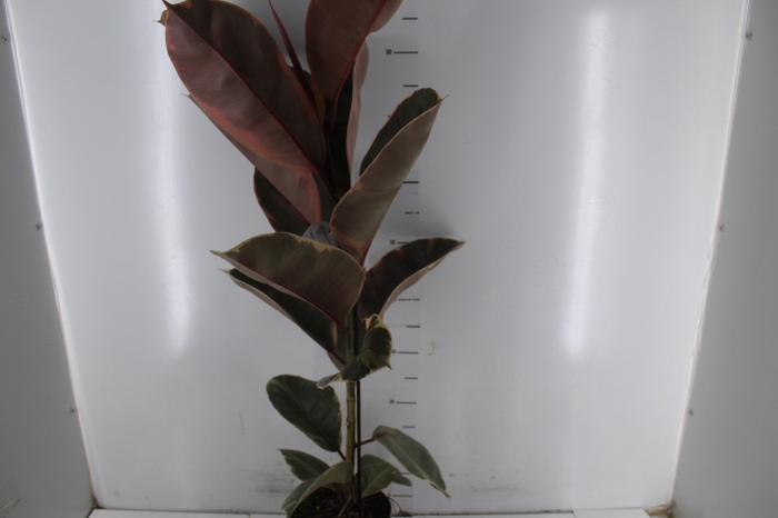 FICUS ELASTICA RUBY P17