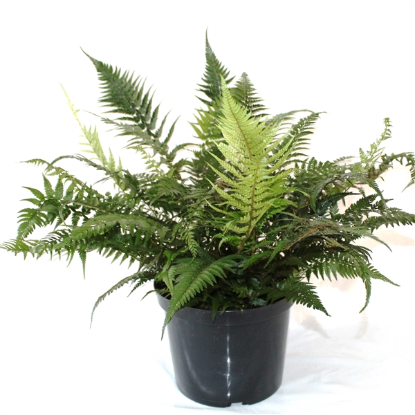 <h4>Athyrium Spicatum - De varen voor binnen en buiten</h4>